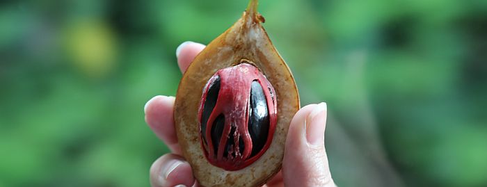 Grenada Muskatnuss Nutmeg