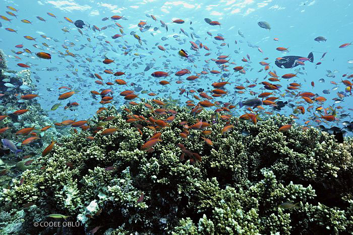 Unterwasserwelt Oblu Atmosphere Maledives 2