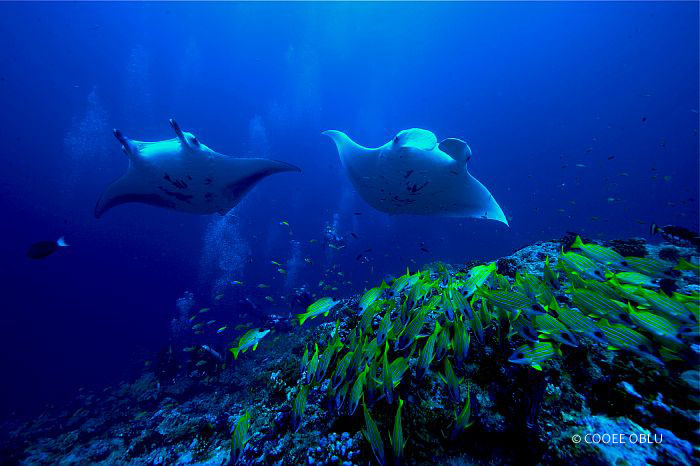 Unterwasserwelt Oblu Atmosphere Maledives