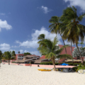 02_Southern_Palms_cThomas_Sbikowski