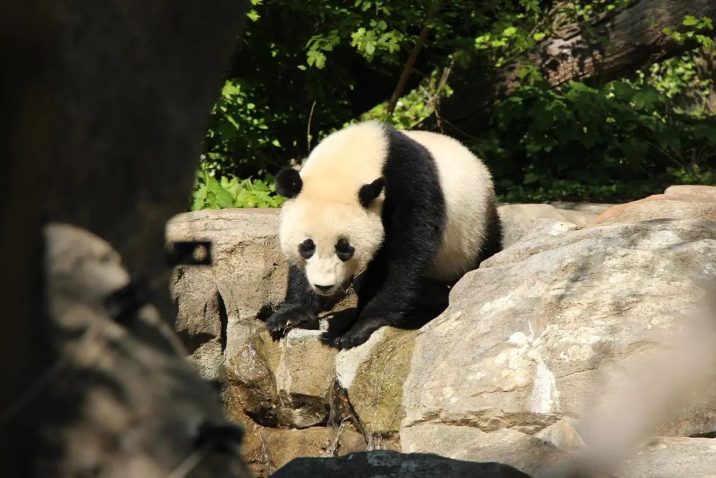 The National Zoo - places to visit in washington dc
