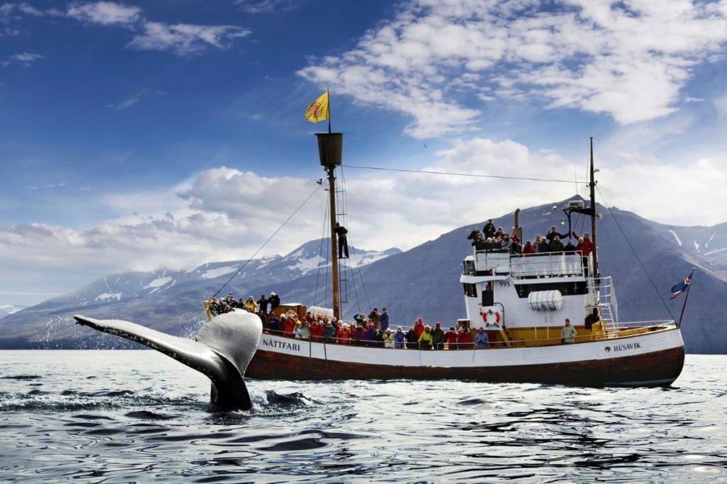 Whale-Watching Trip From Reykjavík, Húsavík, or Akureyri - must do in iceland