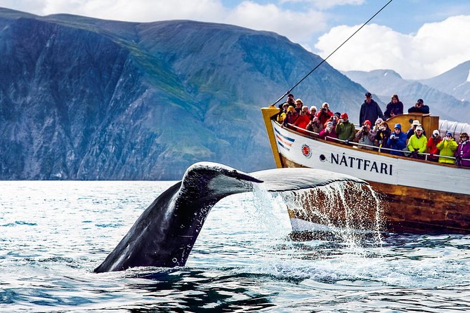 whale watching iceland